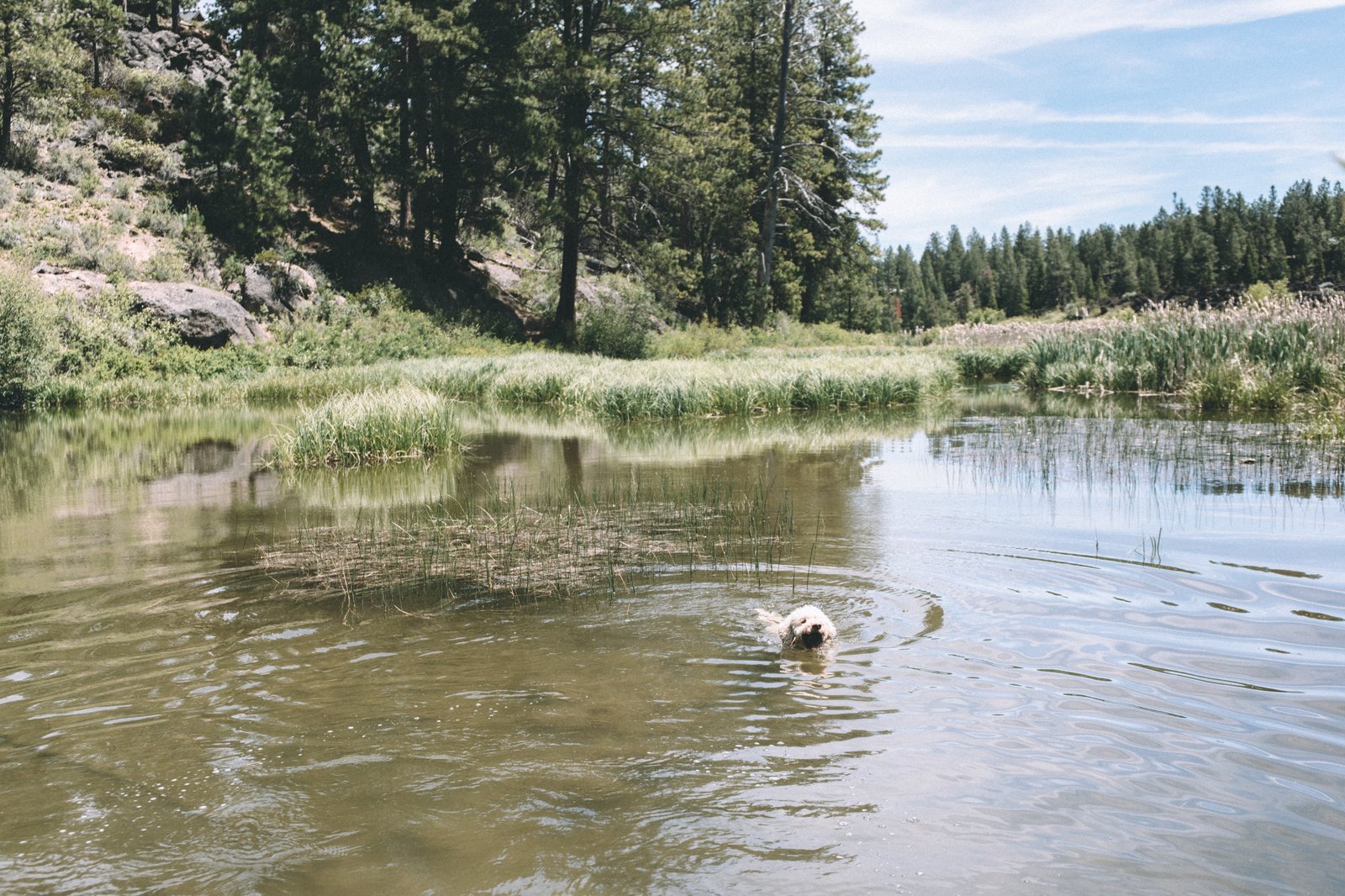 A dog swimming in a lake in Oregon while his owner takes their exercise walk mid-day, enjoying a healthy lifestyle.