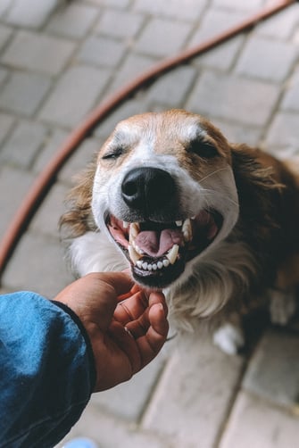 On a lunch break, a High Fidelity employee pets their cute Labrador dog and gets to spend more time with him.