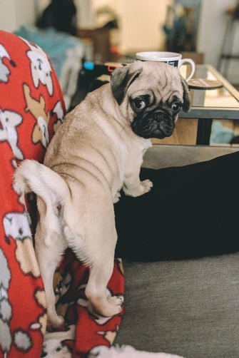 High-Fidelity-Work-Remotely-With-Your-Pets-Cute-Pug